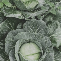 包菜