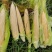 玉米笋大量上市基地种植质量保障一手货源