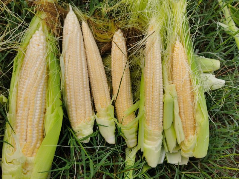 玉米笋大量上市基地种植质量保障一手货源