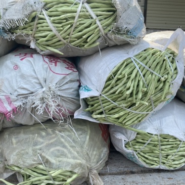 精品豆王常年代收豆角，