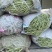 精品豆王常年代收豆角，