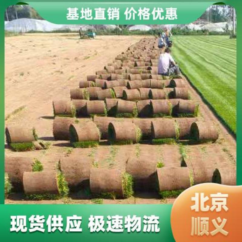 北京草坪销售早熟禾高羊茅四季青草坪一手货源量大优