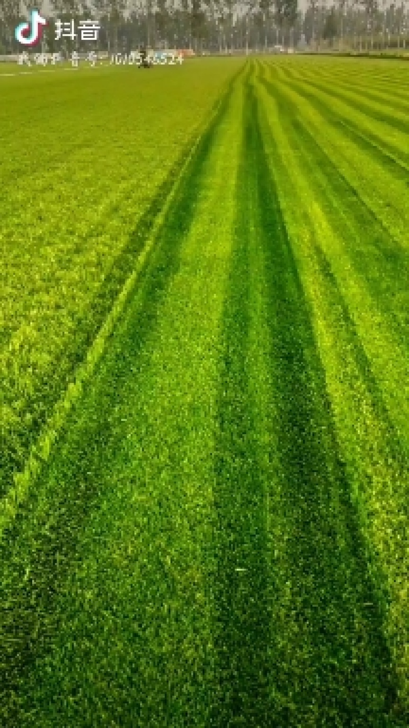 北京草坪销售早熟禾高羊茅四季青草坪一手货源量大优