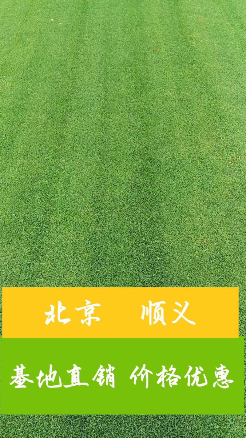北京草坪销售早熟禾高羊茅四季青草坪一手货源量大优
