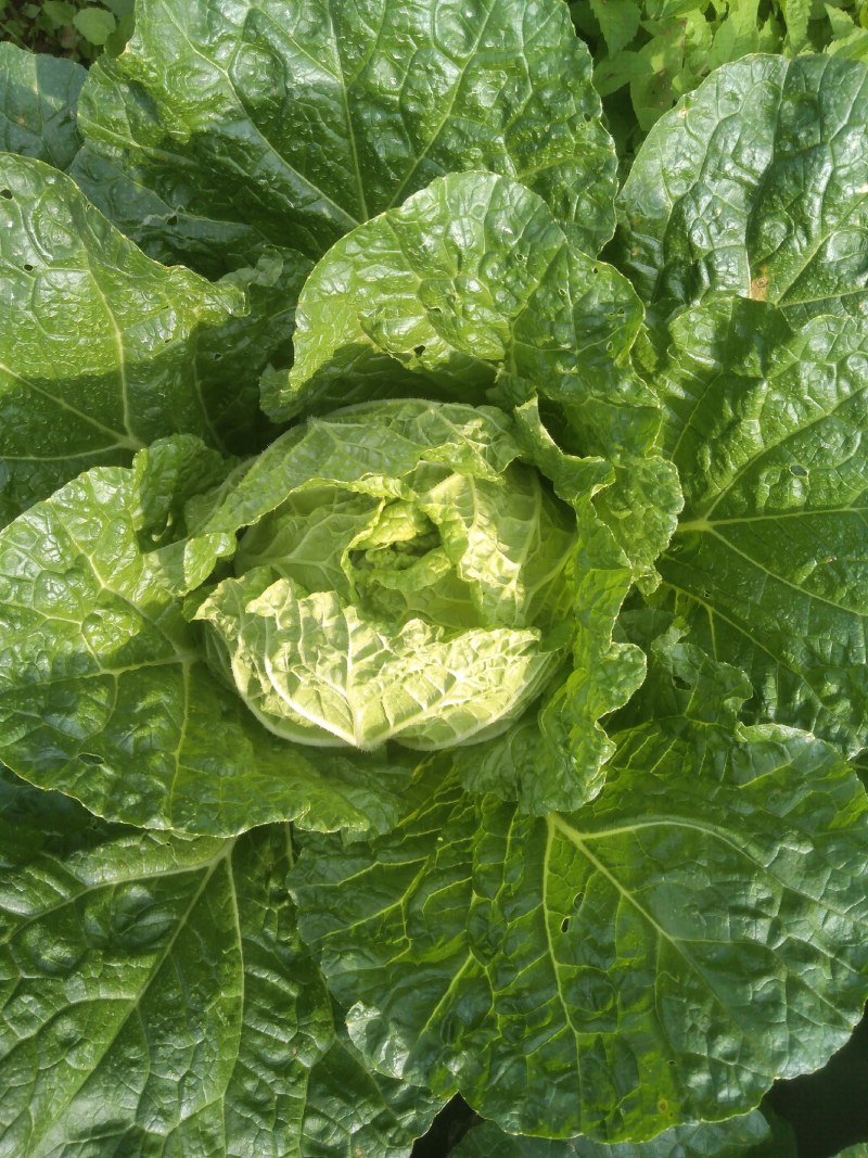 黄心大白菜