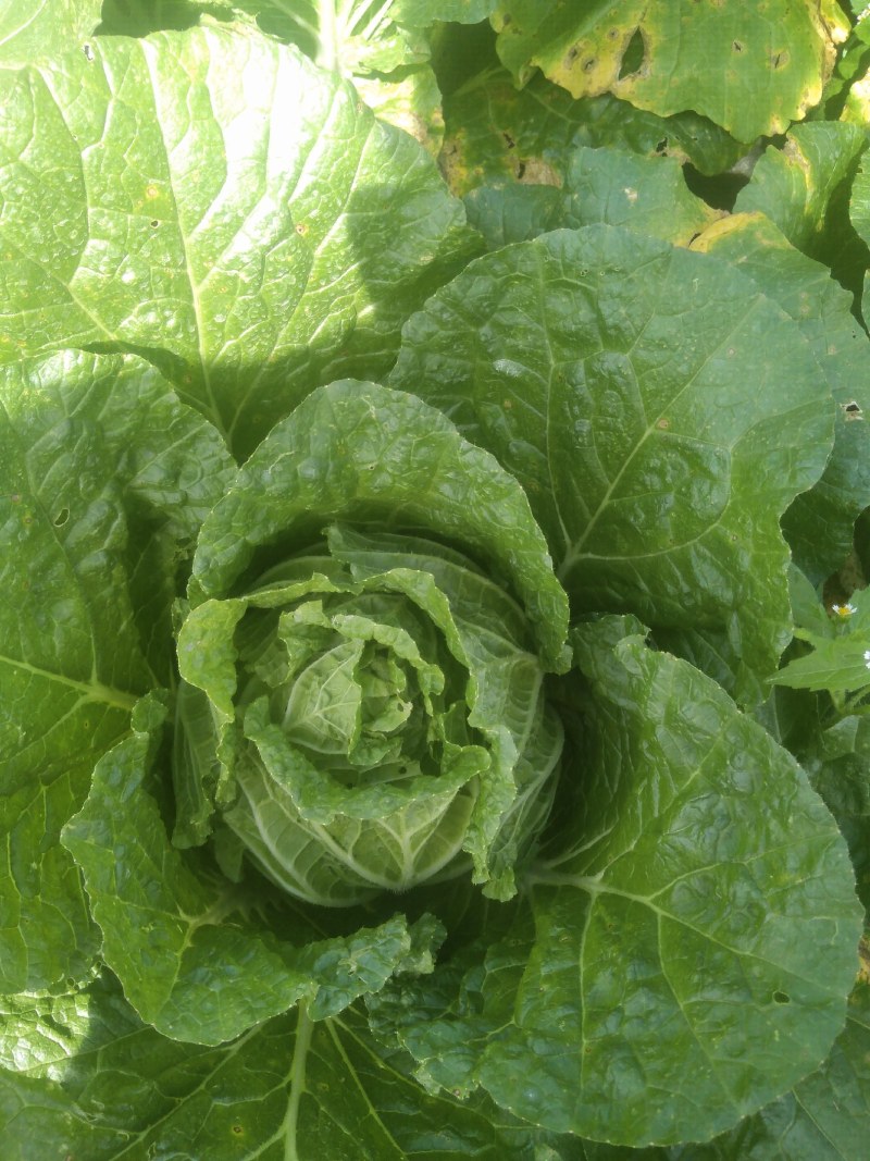 黄心大白菜