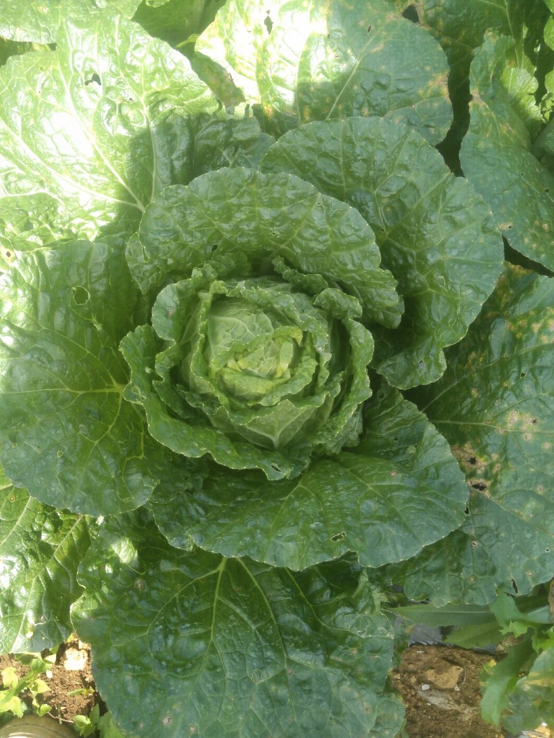 黄心大白菜