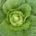 黄心大白菜