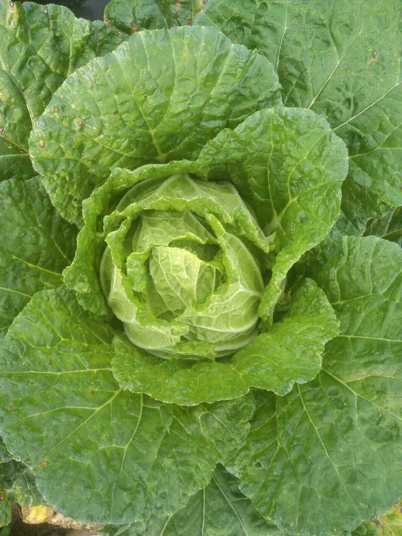 黄心大白菜