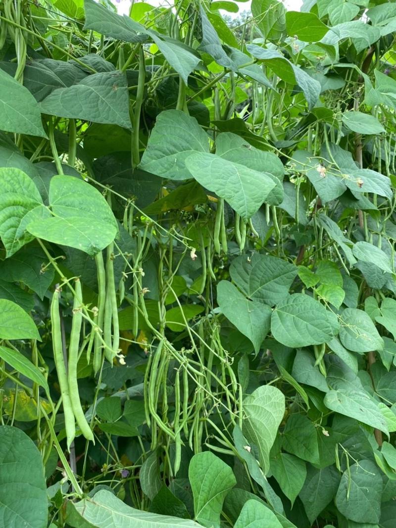 之源小金豆、四季豆种子、耐热抗病、高产、早熟、豆荚青绿色