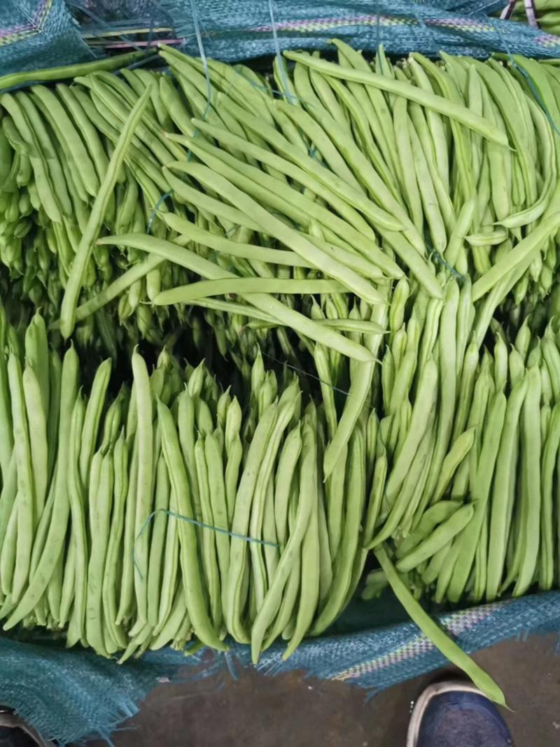 之源小金豆、四季豆种子、耐热抗病、高产、早熟、豆荚青绿色