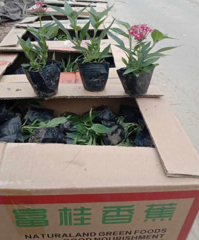 繁星花，双色杯，营养杯，红色，玫红色的，粉色的，价格低
