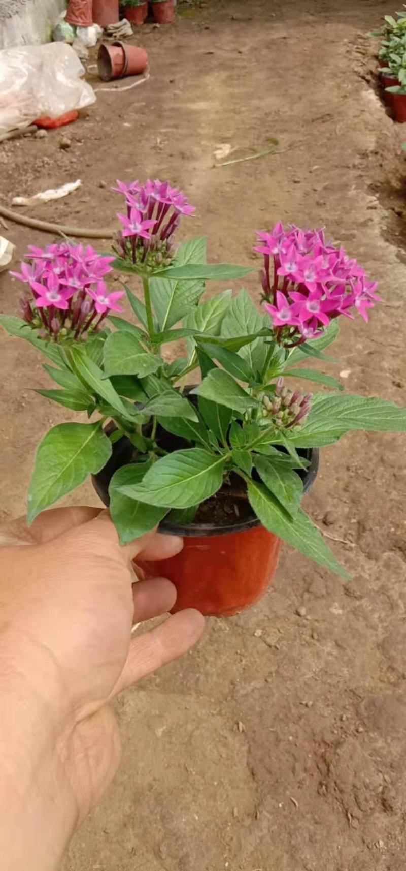 繁星花，双色杯，营养杯，红色，玫红色的，粉色的，价格低