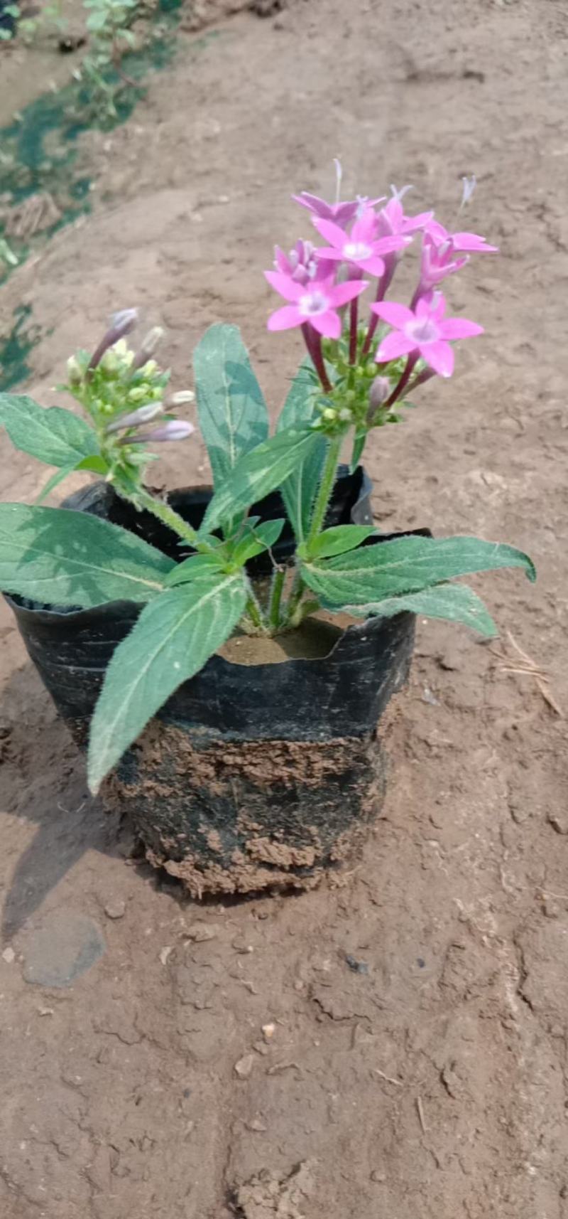 繁星花，双色杯，营养杯，红色，玫红色的，粉色的，价格低