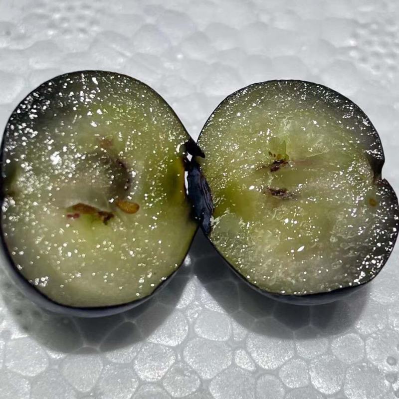 位于北纬39°的大连庄河蓝莓之乡好山好水蓝莓串果