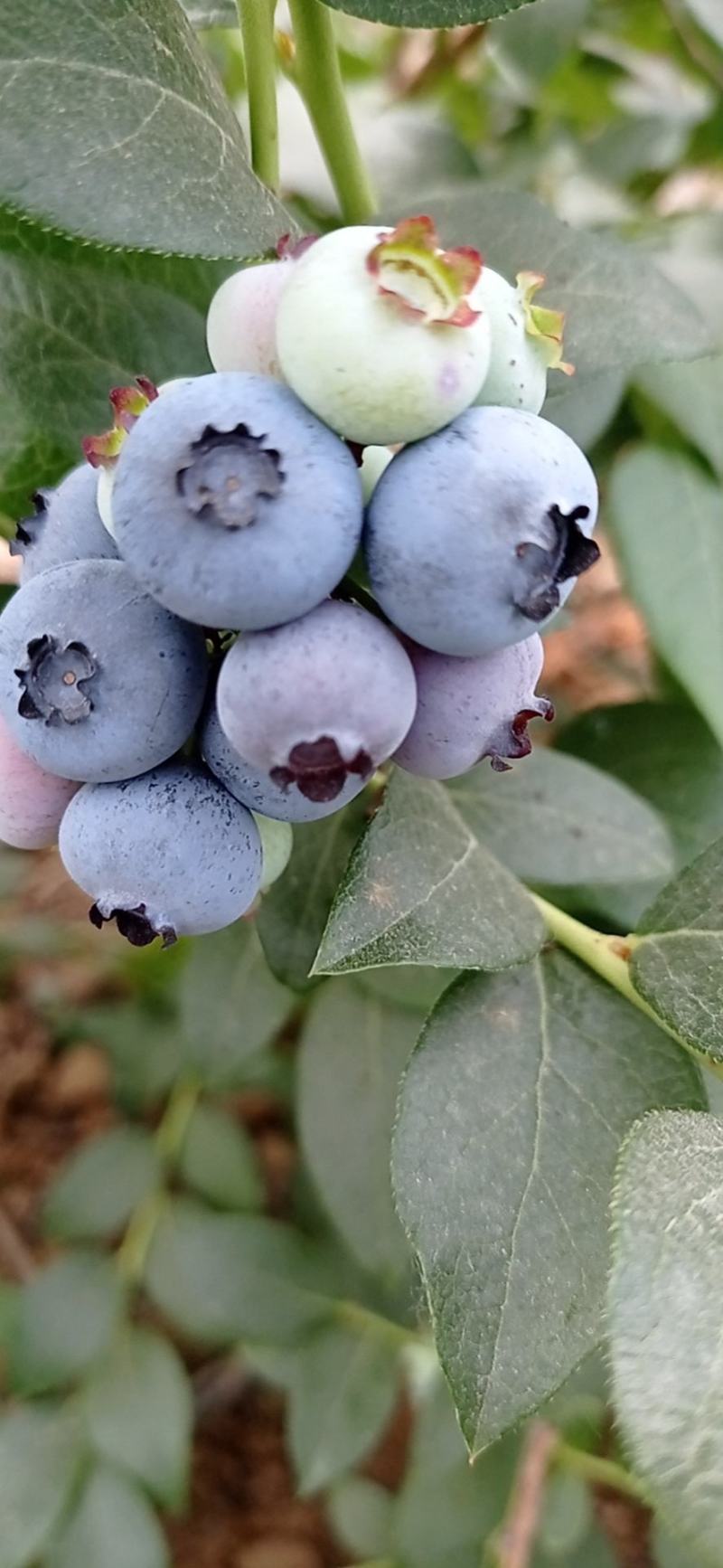 位于北纬39°的大连庄河蓝莓之乡好山好水蓝莓串果