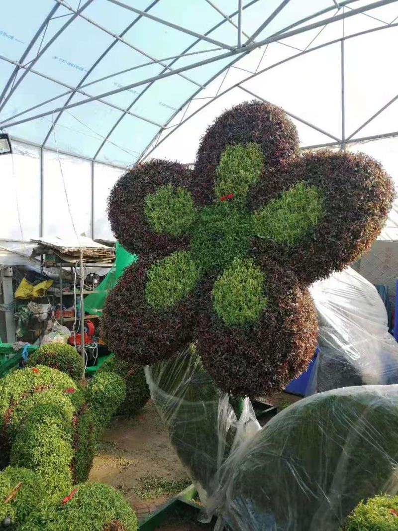 五色草