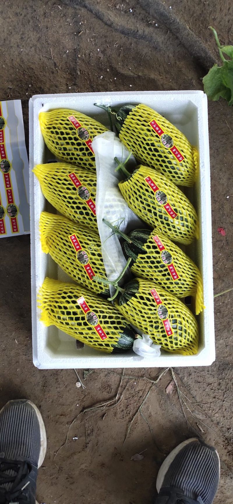 （精品货源）博洋9甜瓜，口感好，万亩甜瓜基地，全国接单