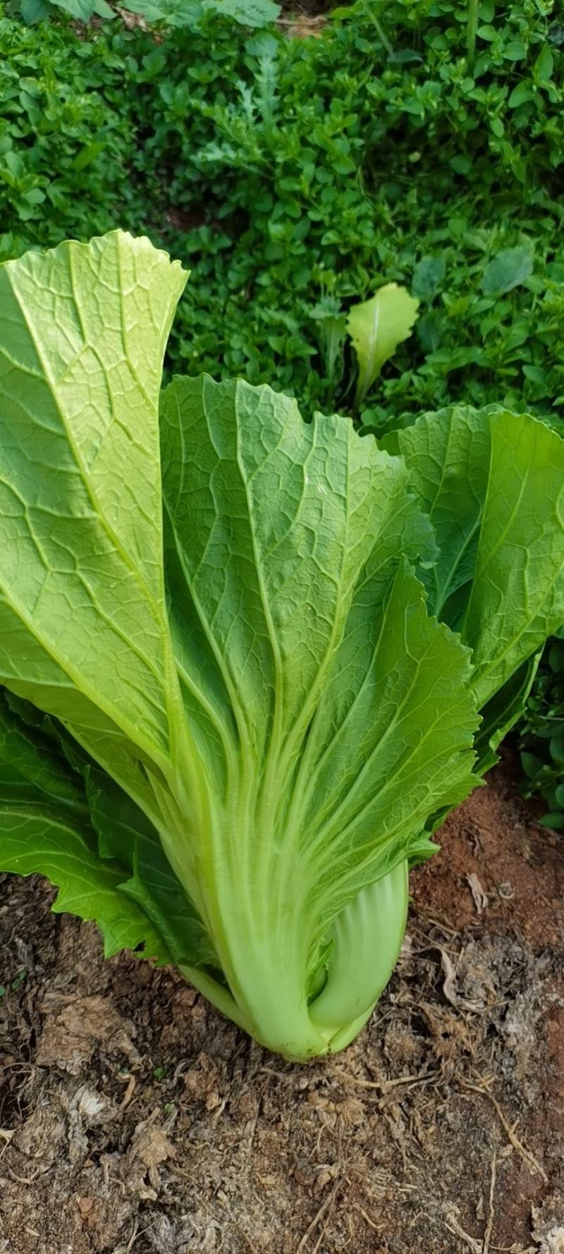 云南小叶芥菜包芥持续供货，货好价优