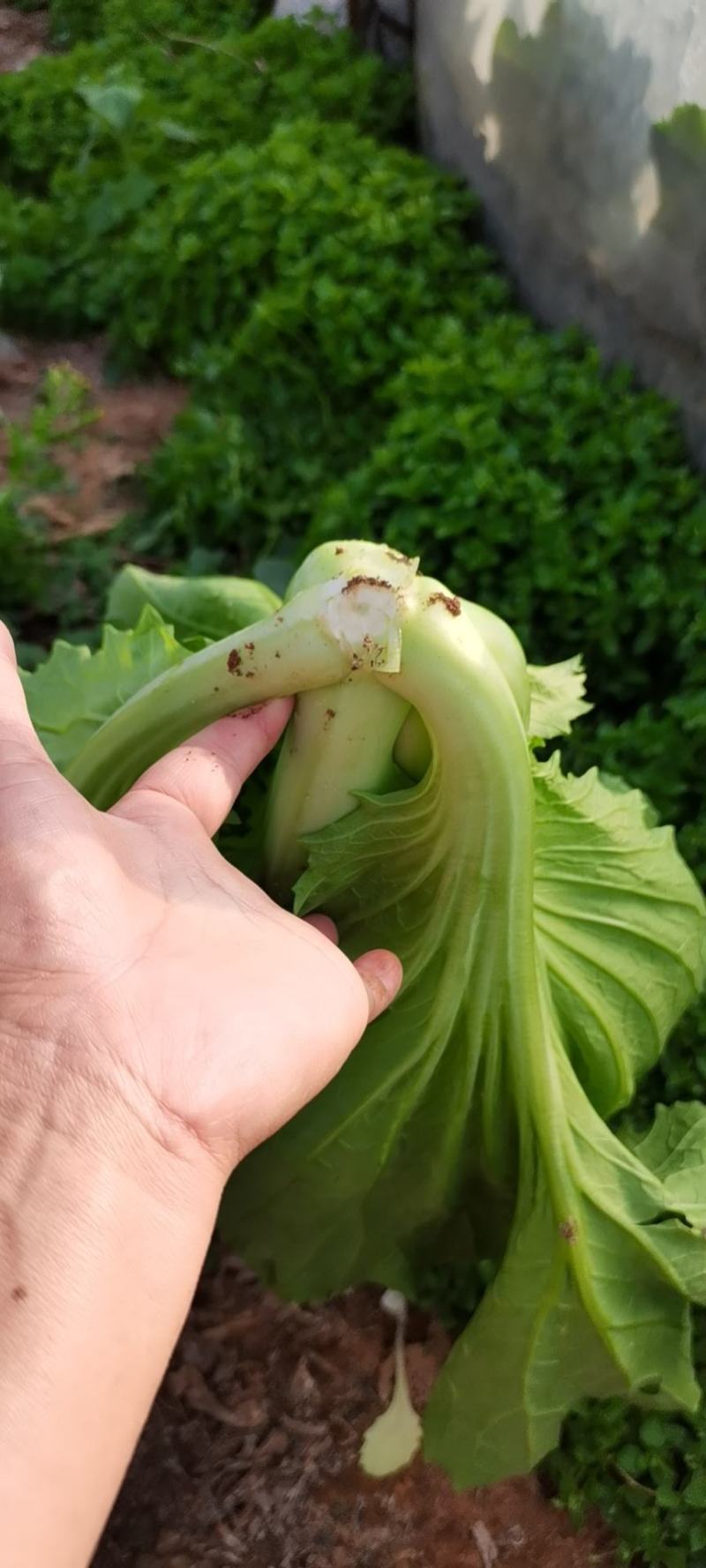 云南小叶芥菜包芥持续供货，货好价优