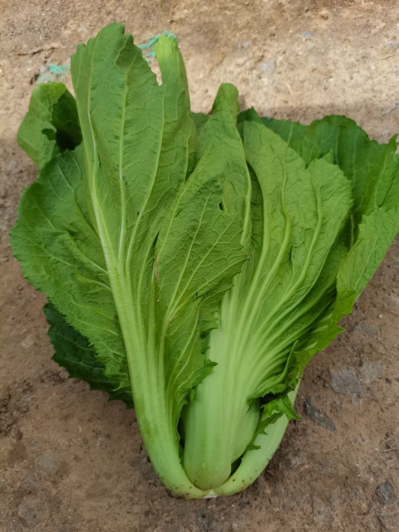 云南小叶芥菜包芥持续供货，货好价优