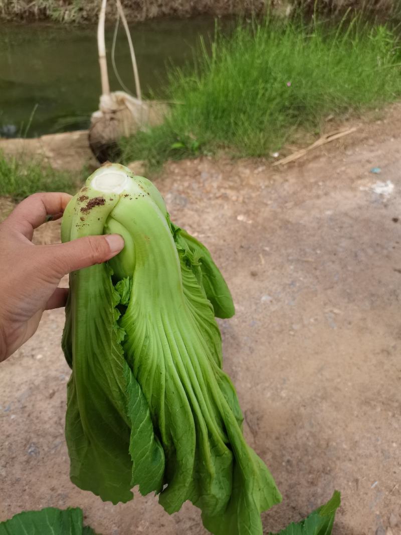 云南小叶芥菜包芥持续供货，货好价优