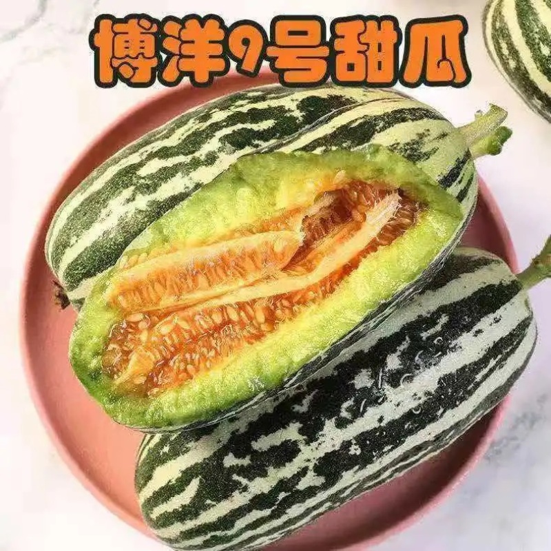 （精品货源）博洋9甜瓜，口感好，万亩甜瓜基地，全国接单