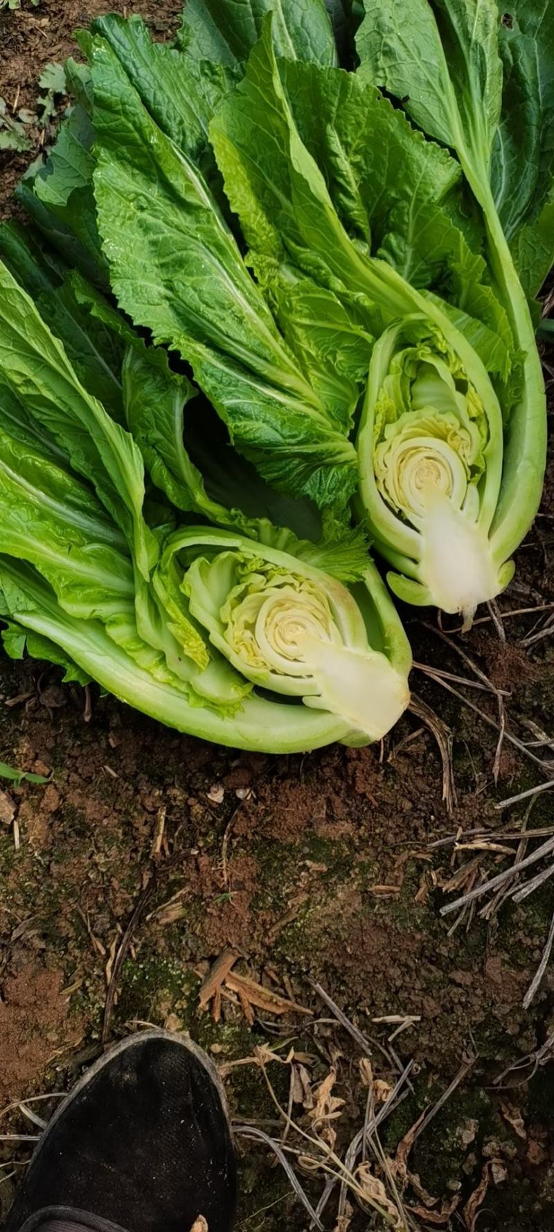 云南小叶芥菜包芥持续供货，货好价优