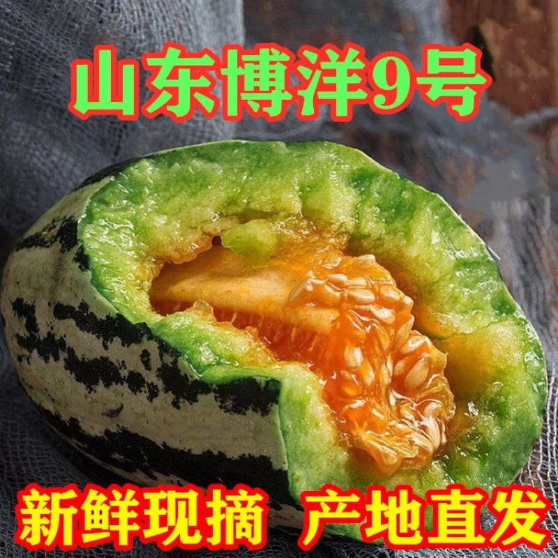 博洋9号甜瓜产地直供脆甜多汁货源充足保质保量