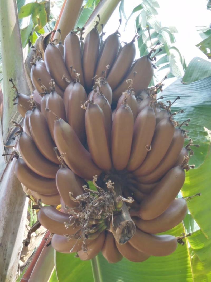 海南红香蕉