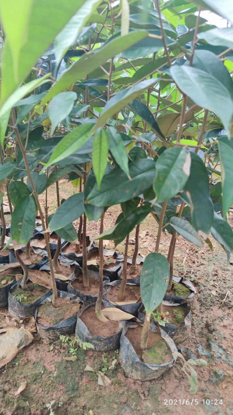 榴莲树苗选用优质榴莲种子自主培育已适应国内地质
