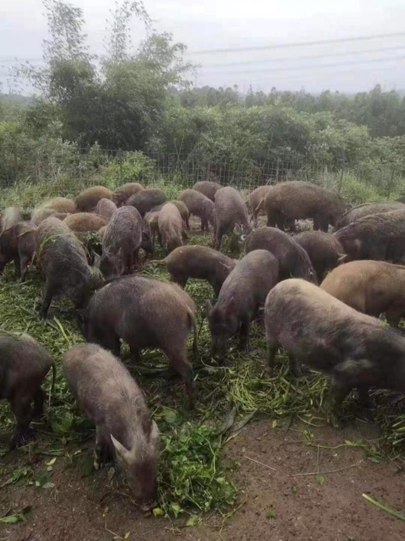 放养山猪肉土猪肉藏香猪肉黑猪肉新鲜活杀全国发货