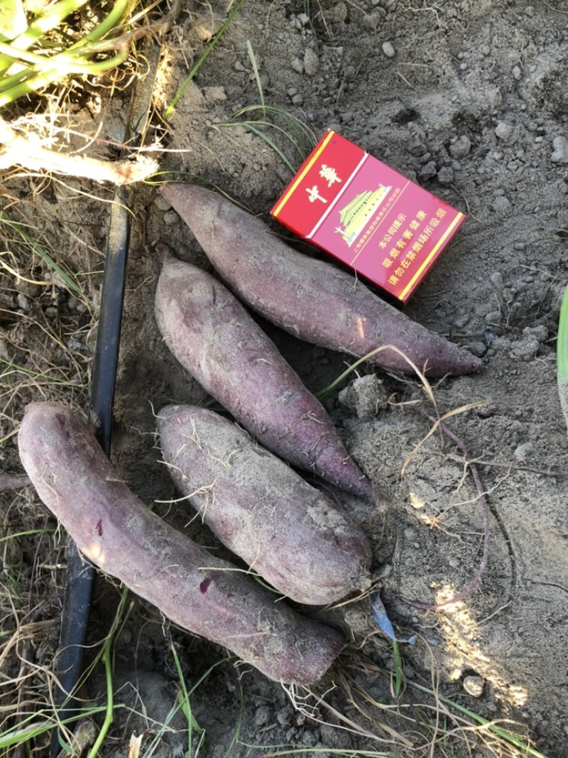 紫薯桂京8小花叶008大量供应欢迎咨询
