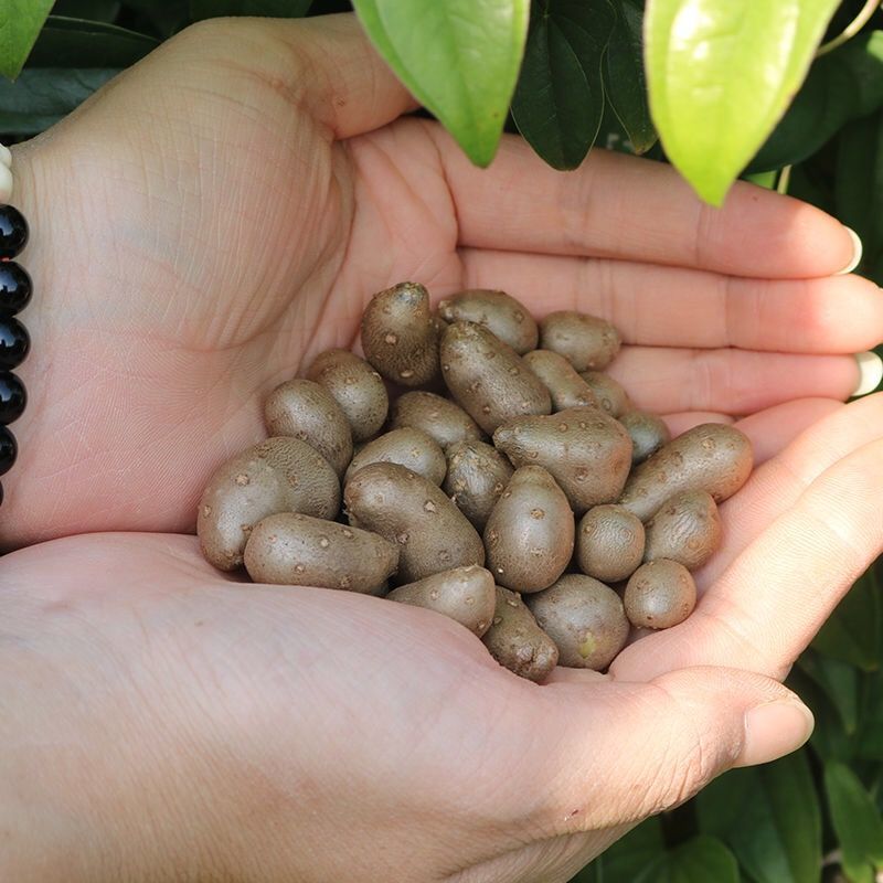 【产地直】新鲜山药豆农家铁棍山药豆一件代发批发整箱包邮