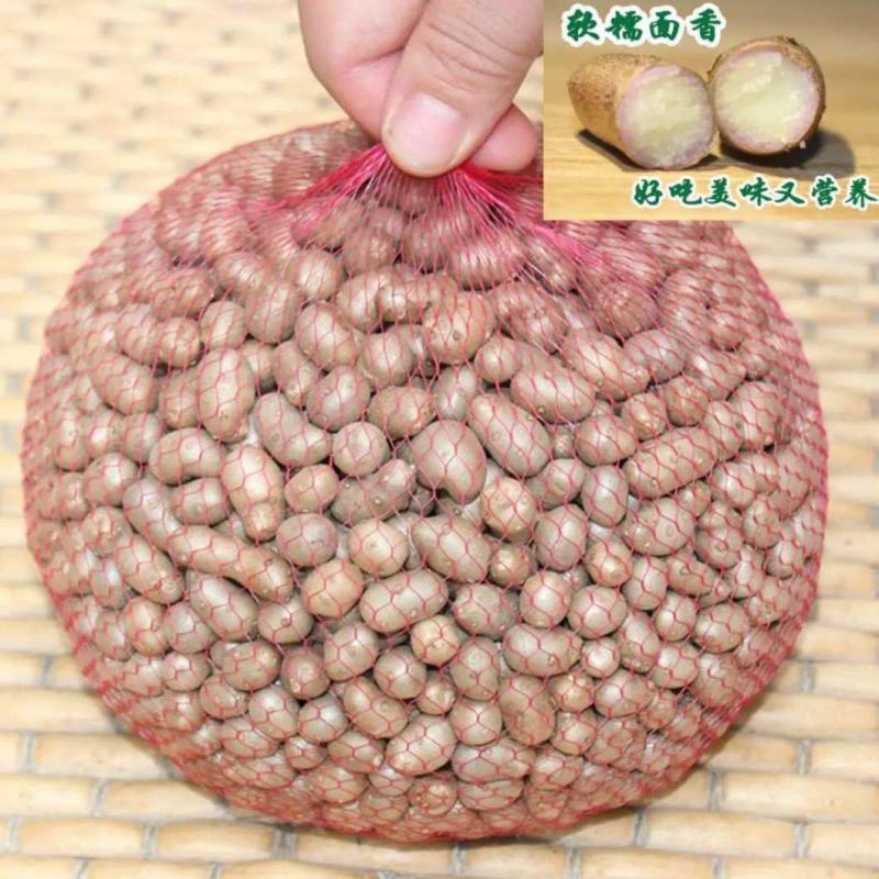 【产地直】新鲜山药豆农家铁棍山药豆一件代发批发整箱包邮
