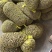【产地直】新鲜山药豆农家铁棍山药豆一件代发批发整箱包邮