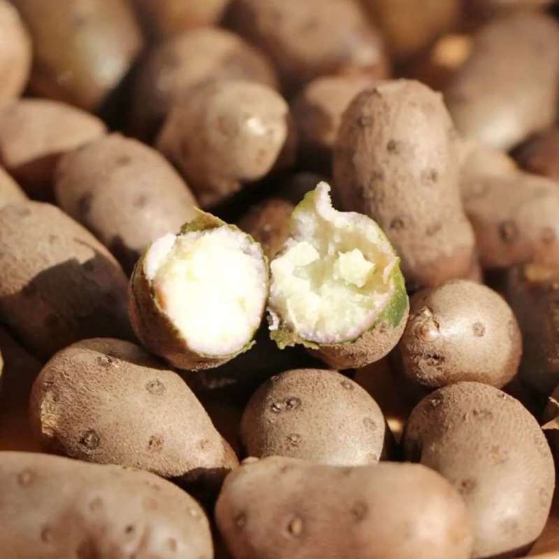 【产地直】新鲜山药豆农家铁棍山药豆一件代发批发整箱包邮