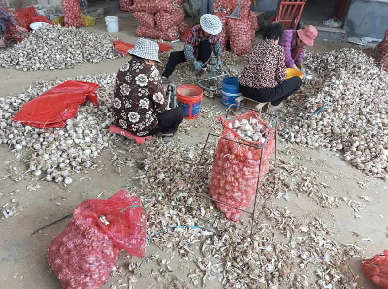 杂交精品净蒜大量供应市场超市电商