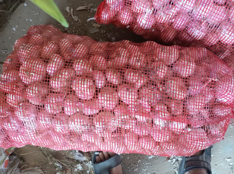 杂交精品净蒜大量供应市场超市电商