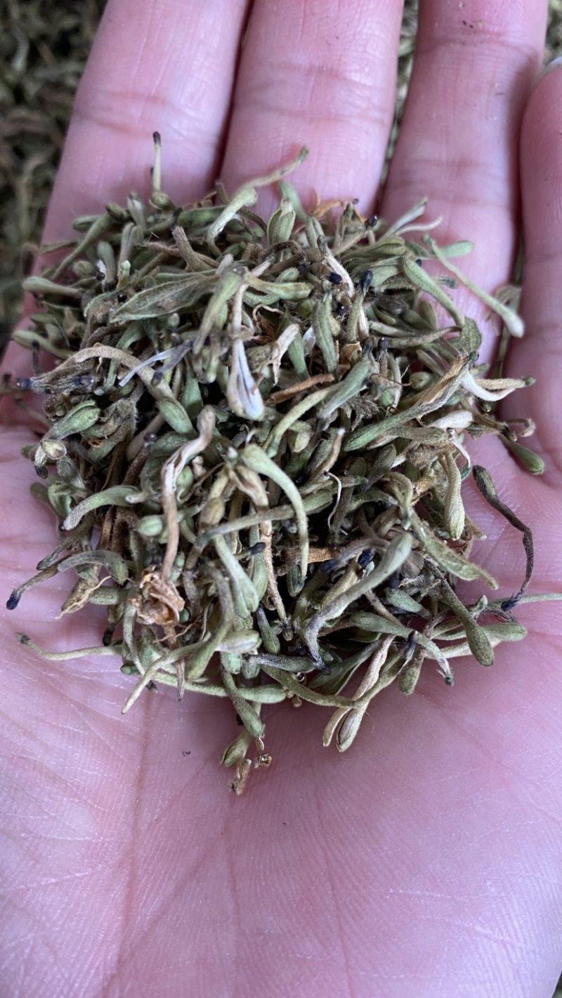 金银花纯花蕾杂质少色青，来自原产地，长期有货，质量保证