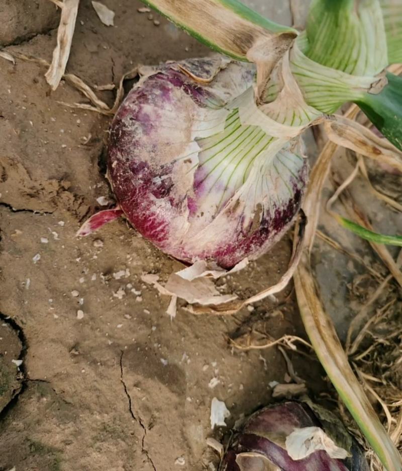 精品洋葱露天种植质量优等欢迎新老顾客前来洽谈选购