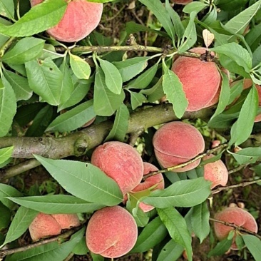 桃李