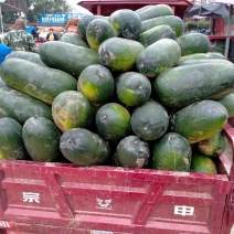 黑皮东瓜新野县上市中8一20斤