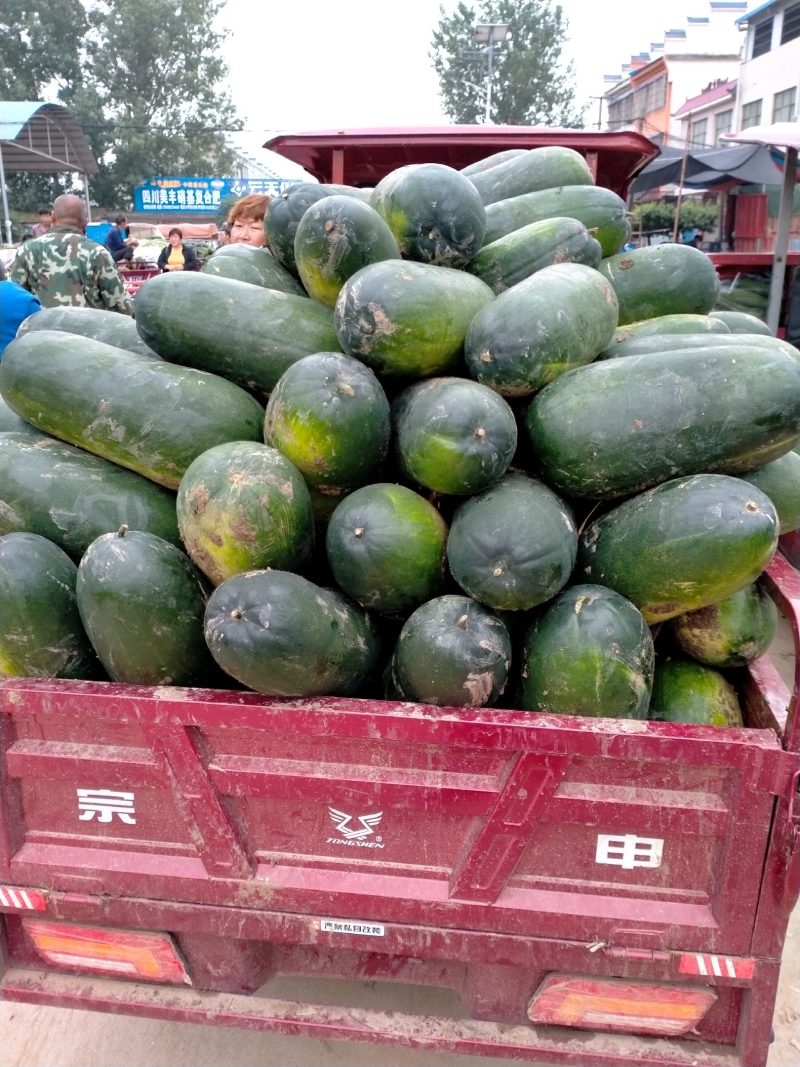 黑皮东瓜新野县上市中8一20斤