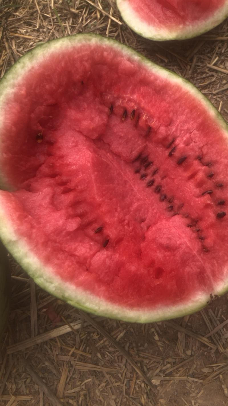 🔥陕西大荔县精品西瓜沙地甜王，吊兰，84.24各种