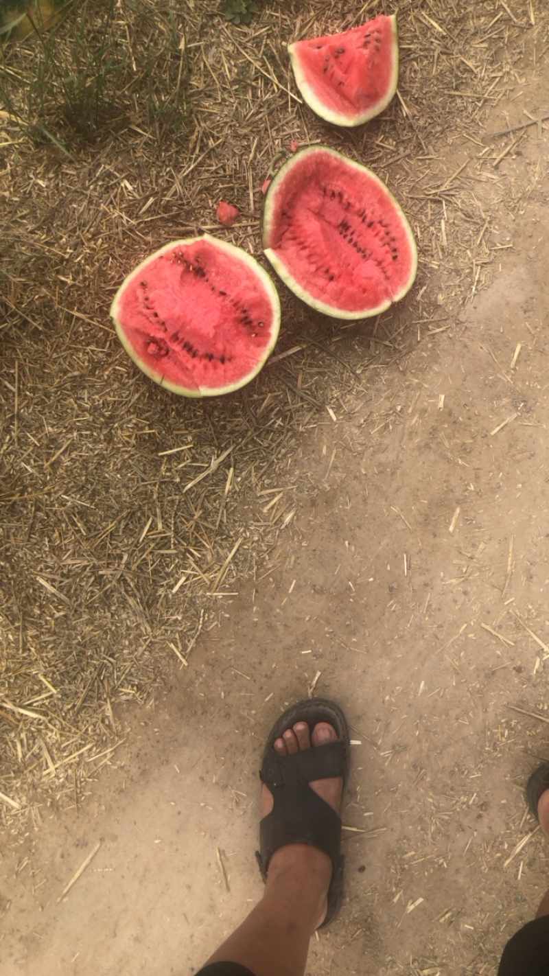 🔥陕西大荔县精品西瓜沙地甜王，吊兰，84.24各种