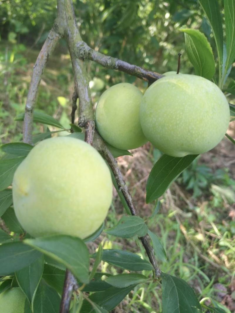 桃李