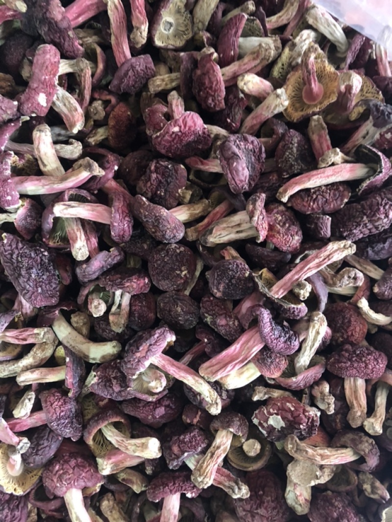 大红菇，红蘑菇