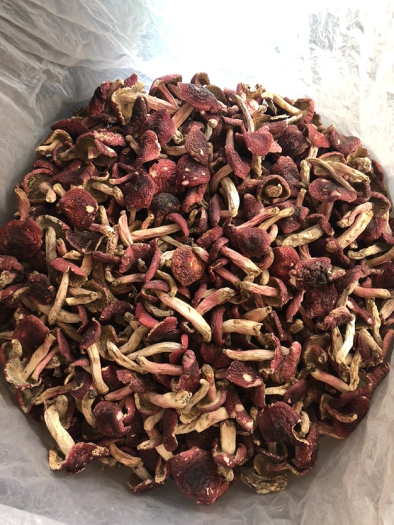 大红菇，红蘑菇