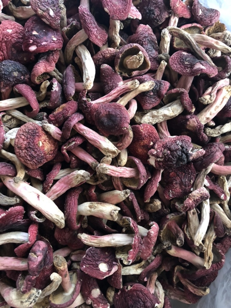 大红菇，红蘑菇